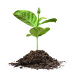 growing a real estate blog